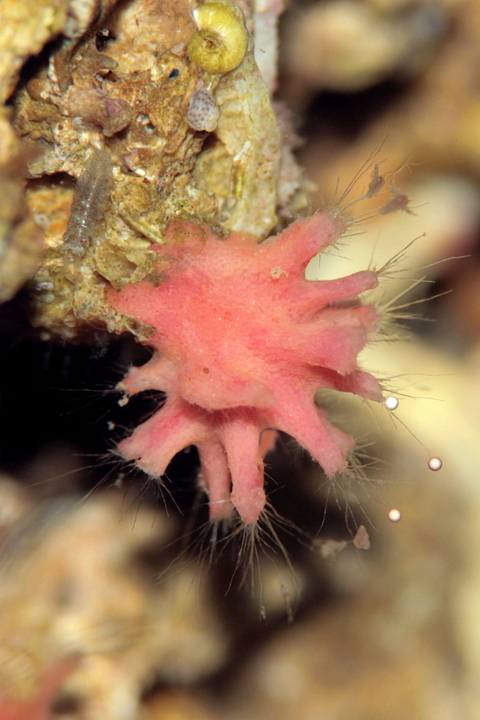 Foraminifero sessile: Miniacina miniacea